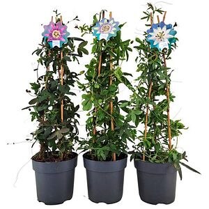 Floarea pasiunii, H 70 cm