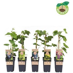 Vita de vie Winter Hardy (Vitis Winter Hardy), D15 cm, H50 cm