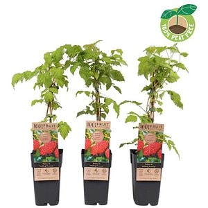 Mur Malling Promise (Rubus Malling Promise), D15 cm, H50 cm