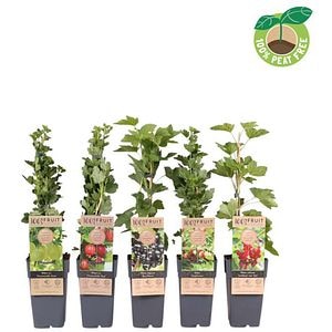 Coacaz rosu (Ribes rubrum), D15 cm, H50 cm