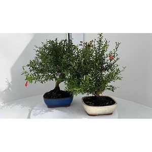 Rodie (Punica granatum), 50 cm