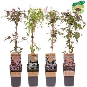 Clematis Montana, 60 cm