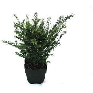 Taxus Baccata, D 17 cm, H 65 cm