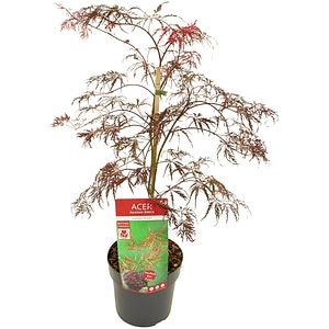 Acer Palmatum, D 19 cm, H 50 cm