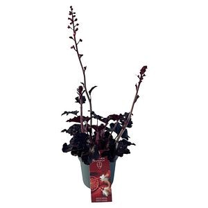 Clopotel Heuchera Indian Summer, H 15 cm