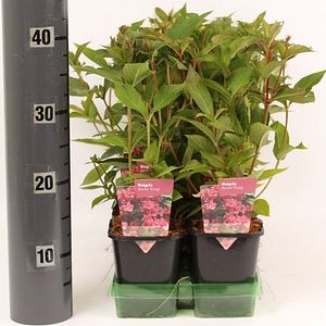 Weigela (Weigela), H 30 cm