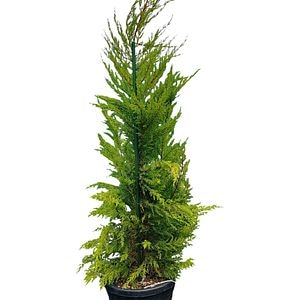Cupressus Goldcrest, D 30 cm, H 180 cm