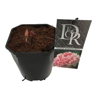 Bujor Paeonia Lactiflora, H 5 cm