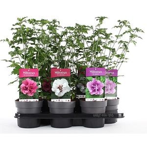 Hibiscus Syriacus, D15 cm, H40 cm