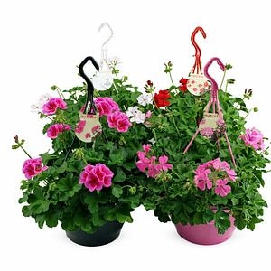 Muscata Marcada, H 35 cm