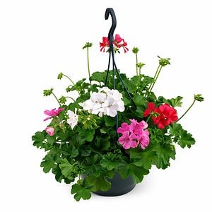 Muscate Marcada Trio, H 35 cm