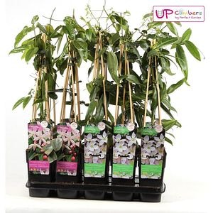 Clematis Evergreen, D 15 cm, H 65 cm