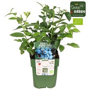 Afin Brigitta Blue Bio, D 13 cm, H 30 cm