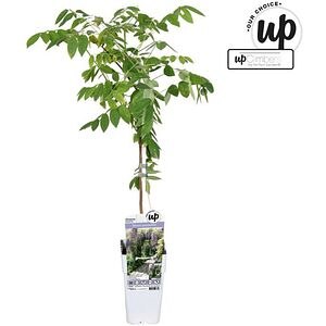 Wisteria Caroline, D 15 cm, H 70 cm