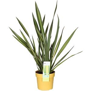 Phormium, D 19cm, H 65cm