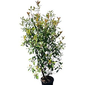 Photinia Red Robin, D 30 cm, H 150 cm