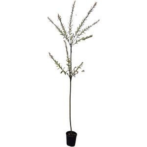 Arbore Ornamental Salix Hakuro, D 18 cm, H 170 cm