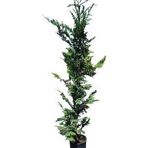 Conifer Cupressocyparis Leylandii, D24 cm, H180 cm