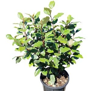 Elaeagnus Ebbingei, D18 cm, H50 cm