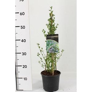 Ceanothus Sky Lark, D 17 cm, H 50 cm