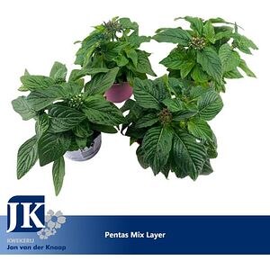 Pentas Lanceolata, D12 cm, H20 cm