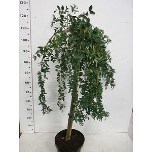 Caragana Arborescens Pendula, D 26 cm, H 80 cm