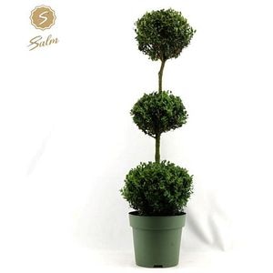Buxus Sempervirens, D 27 cm, H 110 cm