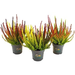 Calluna Beauty Ladies Colorado Trio, D11 cm, H22 cm