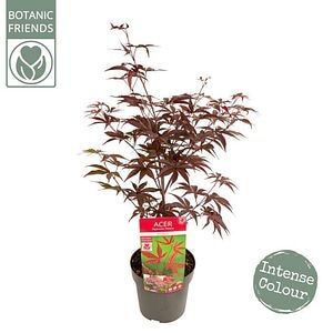 Acer Bloodgood, D 19 cm, H 65 cm