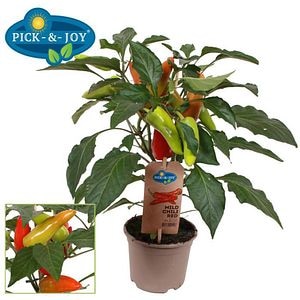 Ardei iute Mild Chili (Capsicum annuum), D14 cm, H40 cm