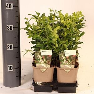Sarcococca Confusa, D11 cm, H30 cm