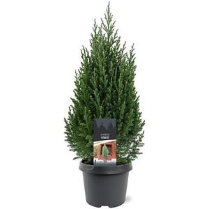 Ienupar Stricta (Juniperus chinensis Stricta), D19 cm, H70 cm