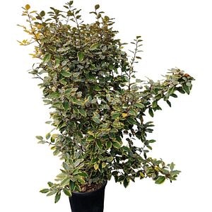 Elaeagnus Ebbingei Vivileg, D 30 cm, H 120 cm