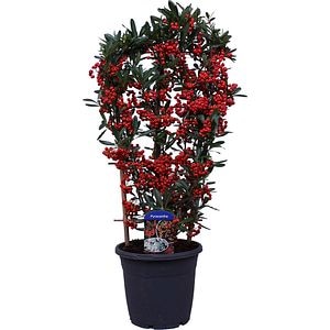 Pyracantha, D 19 cm, H 60 cm