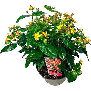 Hypericum Miracle, D 23cm, H 50cm