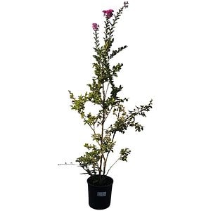 Liliac indian (Lagerstroemia Indica), H 180 cm