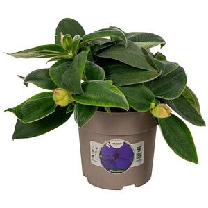 Tibouchina, D 15 cm, H 35 cm