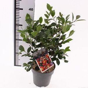Camellia Japponica Yuletide, D 15 cm, H 40 cm