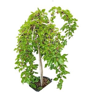 Arbore ornamental Morus Pendula (Morus alba Pendula), D28 cm, H120 cm
