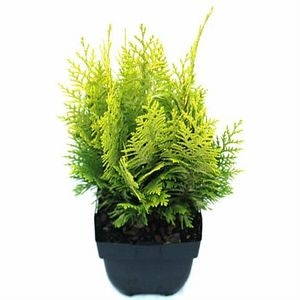 Chamaecyparis Yvonne, D 17 cm, H 60 cm