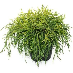 Chamaecyparis Sungold, D 17 cm, H 40 cm