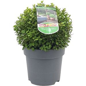 Pittosporum, D 23 cm, H 40 cm