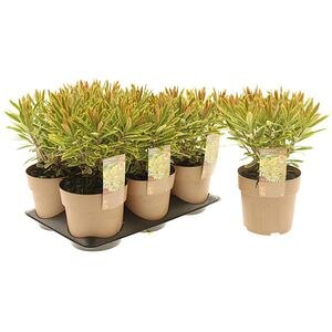 Euphorbia Ascot Rainbow, H 30 cm