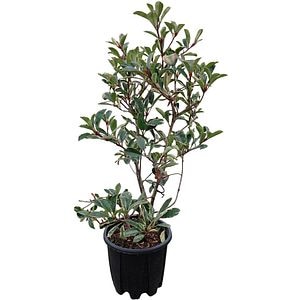 Photinia Fraseri Variegata, H 50 cm