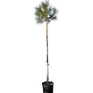 Pinus Pinea, H 30 cm