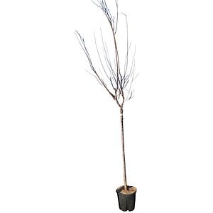 Cires Prunus Avium, H 1.7 m