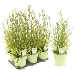 Campanula Takion White, D 15 cm, H 25 cm