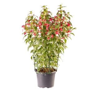 Fuchsia Winston Churchill, 17 cm