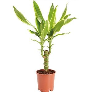 Planta de interior Dracaena, D11 cm, H35 cm