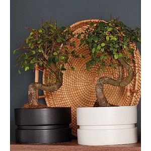Planta de interior, Bonsai japonez, D15 cm H30 cm